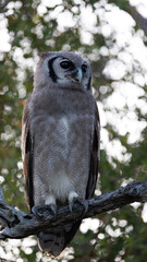 a portrait of a verreaux's eagle owl