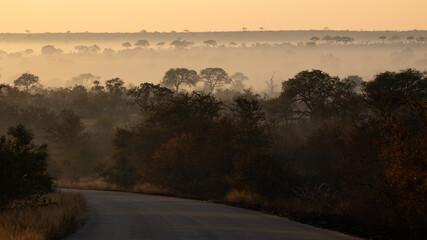 Fototapeta premium misty morning in the african bushveld