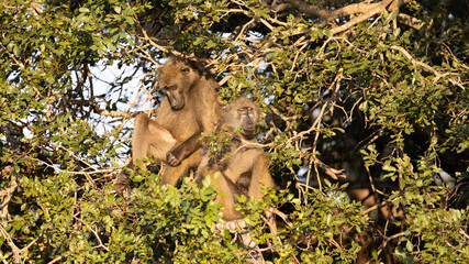 chacma baboons sleeping in a tree