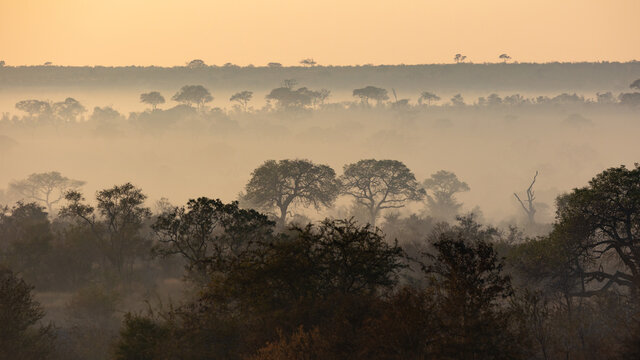 misty morning in the african bushveld