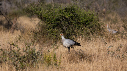 secretarybird on the move in the wild