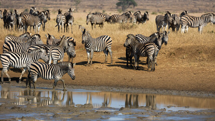 Fototapeta na wymiar zebra and blue wildebeest gather at the waterhole