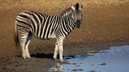 Fototapeta na wymiar Zebra at the muddy waterhole