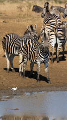Fototapeta na wymiar Zebra and pied avocet at the waterhole