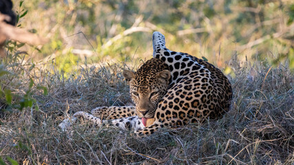 Huge male leopard grooming himself