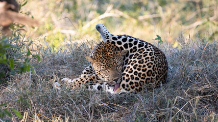 Huge male leopard grooming himself