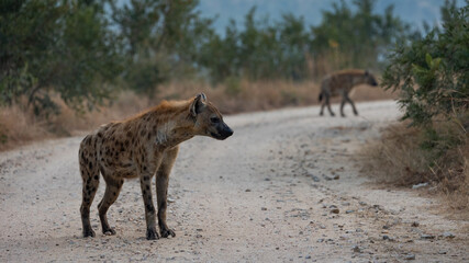 Naklejka na ściany i meble spotted hyena on the road
