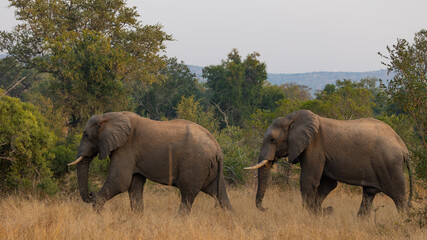 two big african elephant bulls