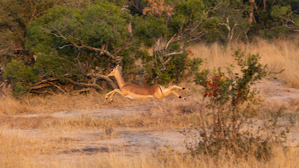 the flying impala in the wild