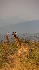Baby giraffe in golden light