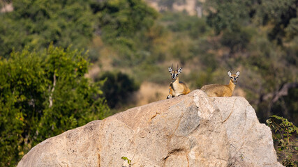 a pair of klipspringers on the rocks