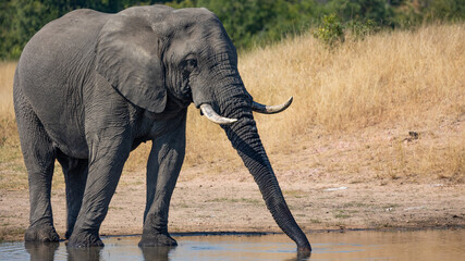 Obraz premium Big african elephant bull at the waterhole