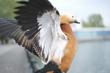 close up of a duck