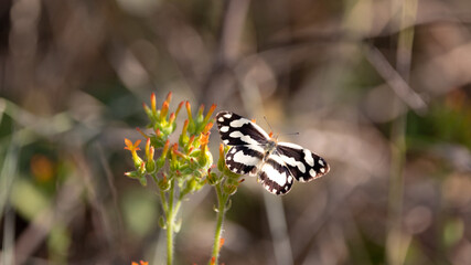 beautiful butterfly on a flower in the wild