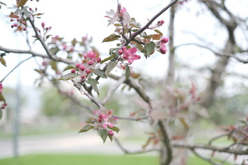 blossom in spring