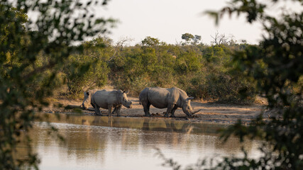 white rhino in the wild - reflections on water