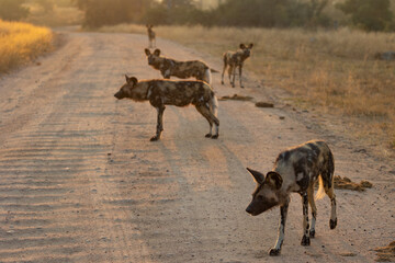 sunrise with african wild dogs in the road