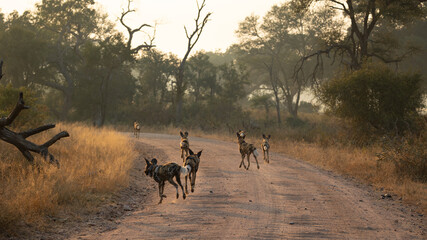Fototapeta na wymiar sunrise with african wild dogs in the road