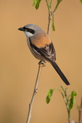 Long tailed Shrike 