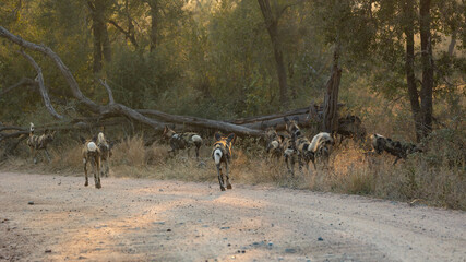 Pack of wild dogs hunting