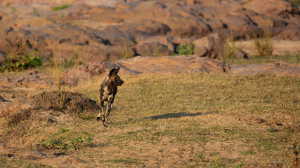 An African wild dog in a dry riverbed