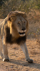 Big black mane lion on the move
