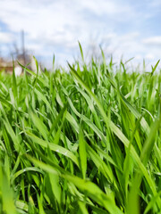 Green grass under blue sky. Grass in the meadow. Green grass field