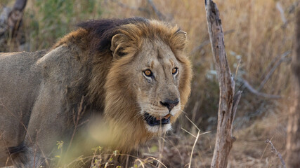 A big male lion with a black mane close up