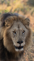 A big male lion with a black mane close up