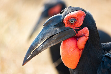 portrait of a southern ground hornbill 