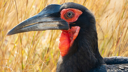 portrait of a southern ground hornbill 