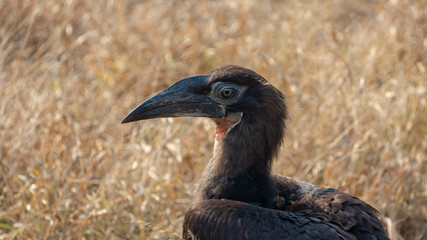 Juvenile southern ground hornbill