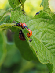 Several Colorado beetle larvae eat the potato leaf. Close-up. A bright vertical illustration on the theme of protecting agricultural plants from bugs and pests. Side view in profile. Macro
