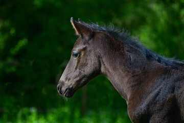 Portrait of a cute black warmblood filly with a green background.