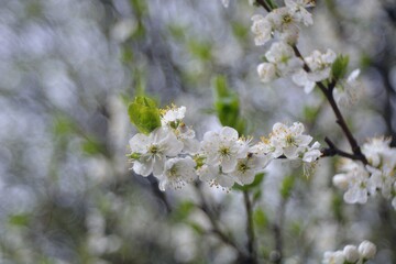The spring blooming of fruit trees, cherry.
