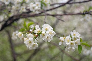 The spring blooming of fruit trees, cherry.
