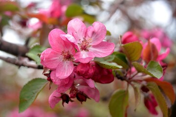 Spring flowering fruit trees, Apple trees.
