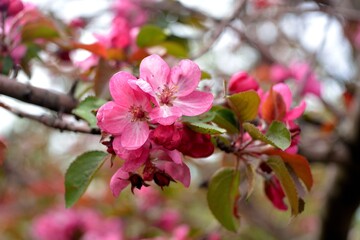 Fototapeta na wymiar Spring flowering fruit trees, Apple trees. 