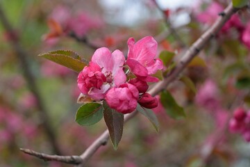 Obraz premium Spring flowering fruit trees, Apple trees. 