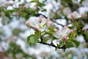 Spring flowering fruit trees, Apple trees.
