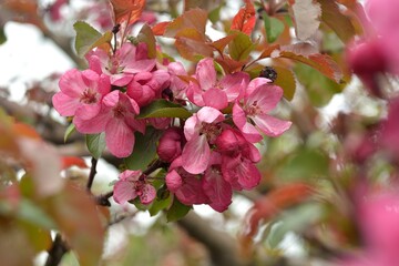 Spring flowering fruit trees, Apple trees.
