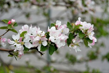 Spring flowering fruit trees, Apple trees.
