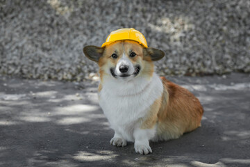  construction dog corgi in a yellow hard hat sits on the repair site against the background of a...