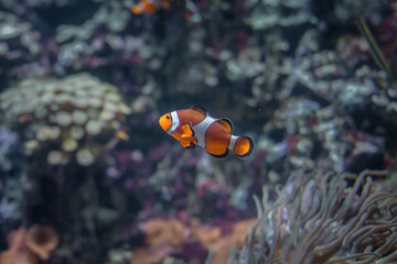 Clownfish Amphiprion in the thickets of seaweed actinia. The reef is in the background. Fish of...