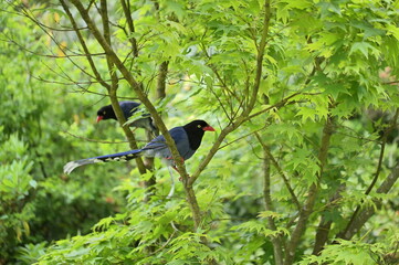 The Taiwan blue magpie, also called the Taiwan magpie, Formosan blue magpie, or the 