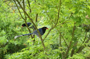 The Taiwan blue magpie, also called the Taiwan magpie, Formosan blue magpie, or the "long-tailed mountain lady", is a species of bird of the crow family. It is endemic to Taiwan.