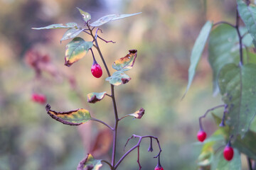 Branch with red berry in autumn season.