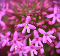 Macro detail of red Valerian flower (Centranthus ruber). Plant with medicinal uses, photographed on a sunny day.