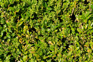 green leaves of a bush on a sunny day, background