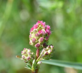 Poterium sanguisorba or Sanguisorba minor plant flowers. Also known as the knife flower, edible and the Rosaceae family.